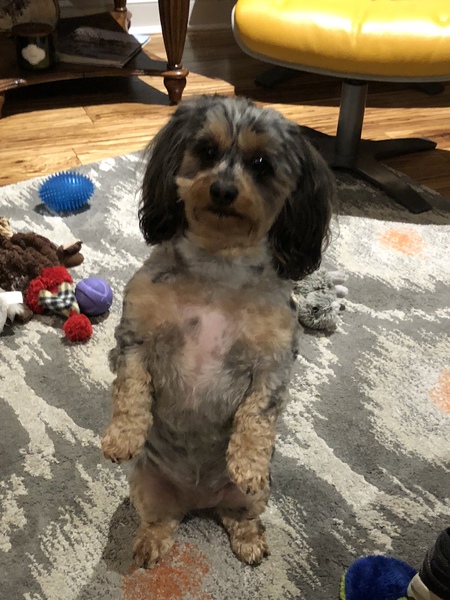 Roxie