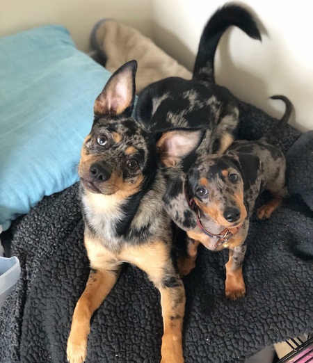 Cardi 