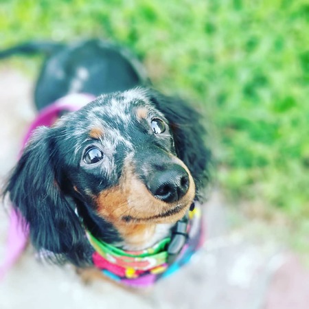 Sir Sherlock Weenie Dixon