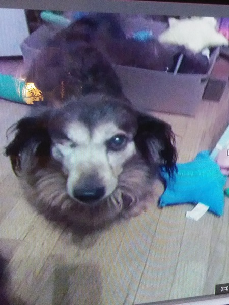 Niko the Toy Pirate