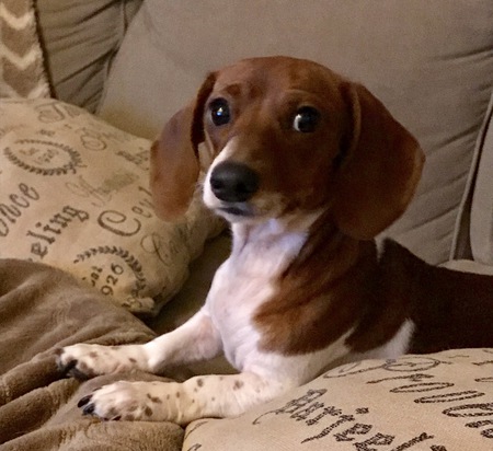 Penelope aka Baby P