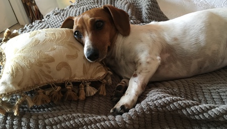LuLu