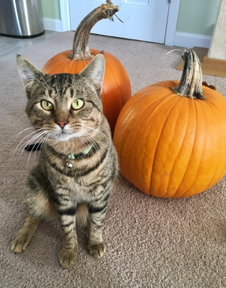 Loki