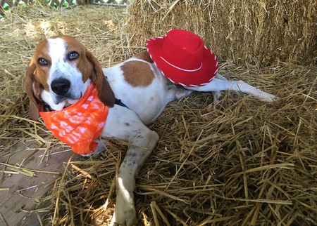 Coonhound Calhoun Presley