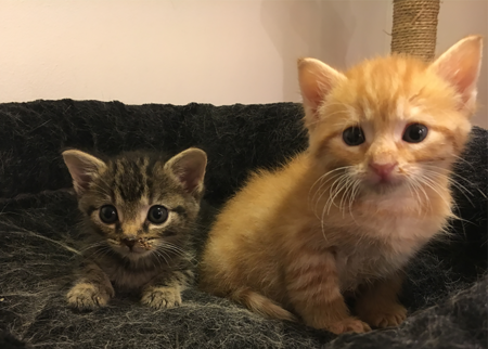Abby (brown tabby) & Arlo (orange tabby)