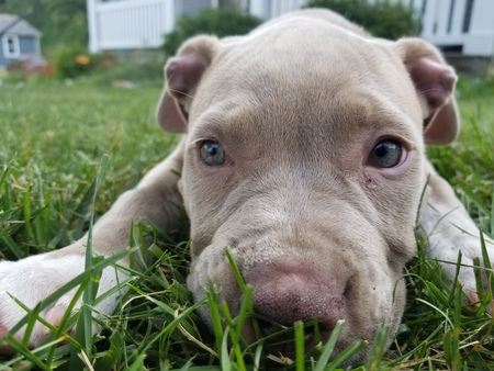 Gemma