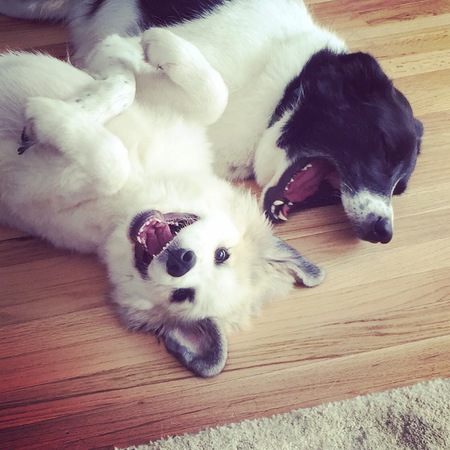 Fenway & Molly