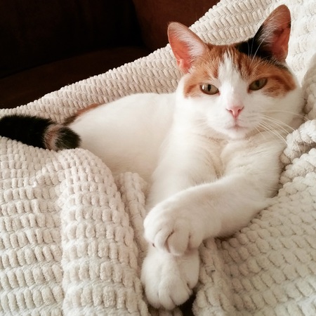 Tibbles