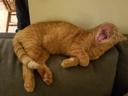 Jonesy