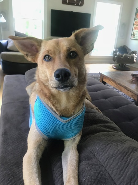 Jefferson Valentino