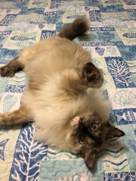 Meeko