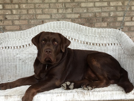 Jasper