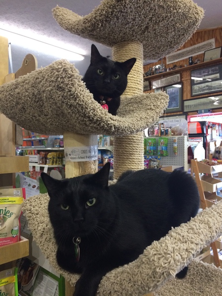 Mama Cat (top) and Kenny (bottom)