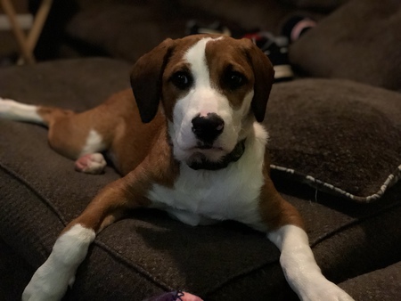 Scout