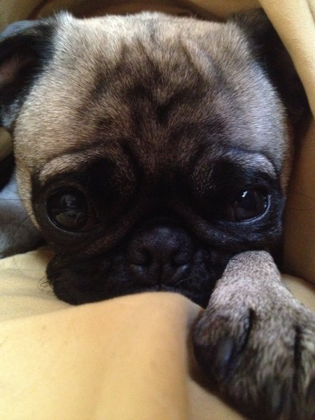 ChiChi