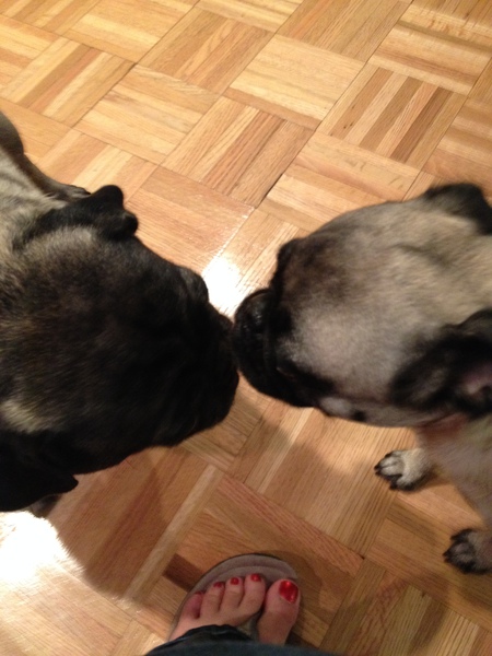 ChiChi and Max
