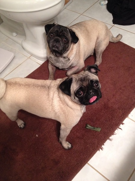 ChiChi and Max