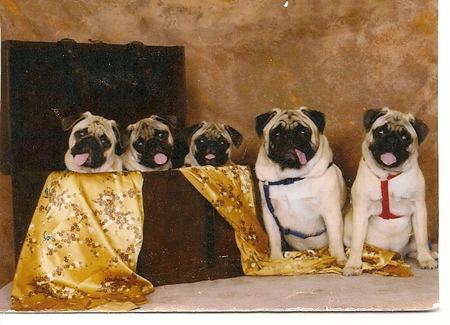 BitOHoney, Harley, Ozzie, Tug, Roscoe