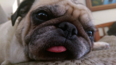 Ozzie