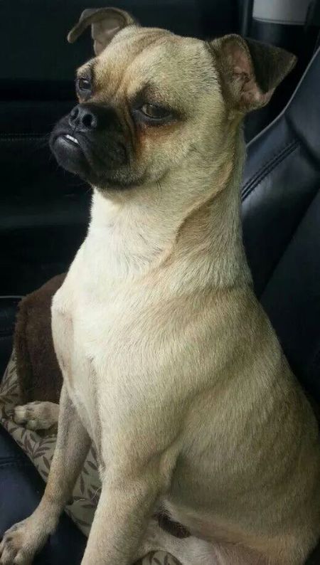 Rocky aka The Pugfather