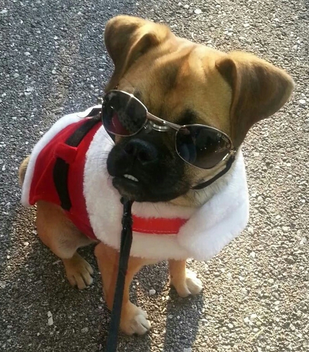Jack The Badass Puggle