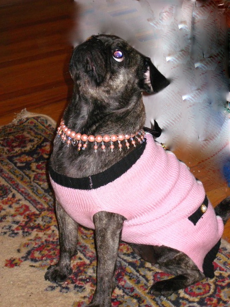 Pigaloo Pugs, Pwincess ob Ebberyfing