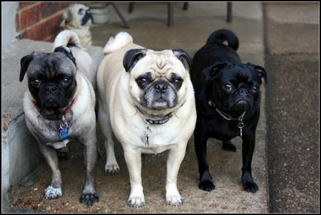 Chloe, Izzi, and Sophie