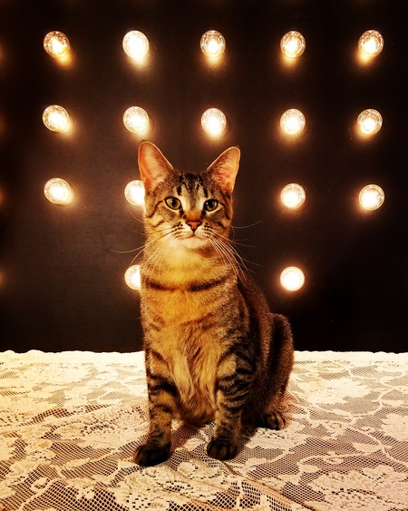 Fancy