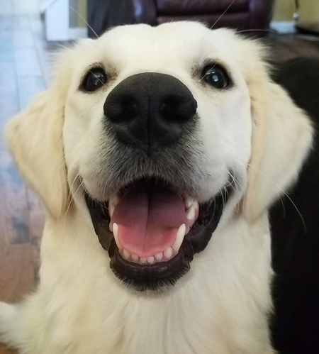 Harley