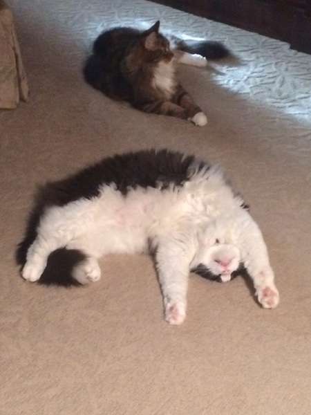 Sylvester