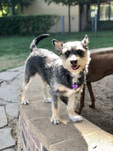 Trixie