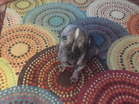 Oliver