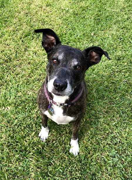 Pepper