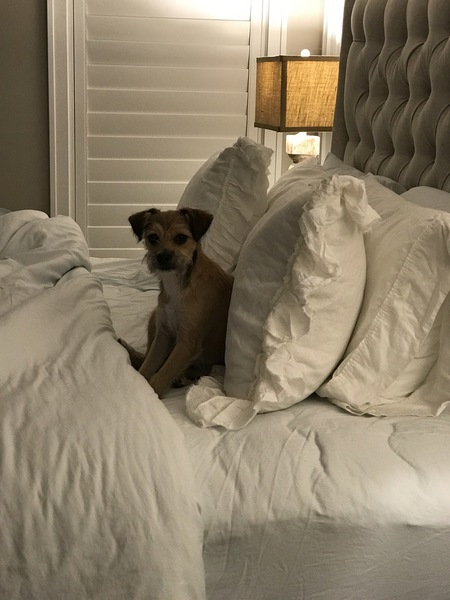 Roo 