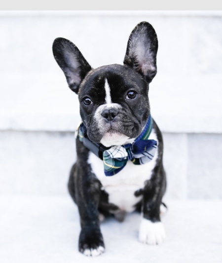 Otis