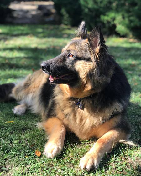 Eva