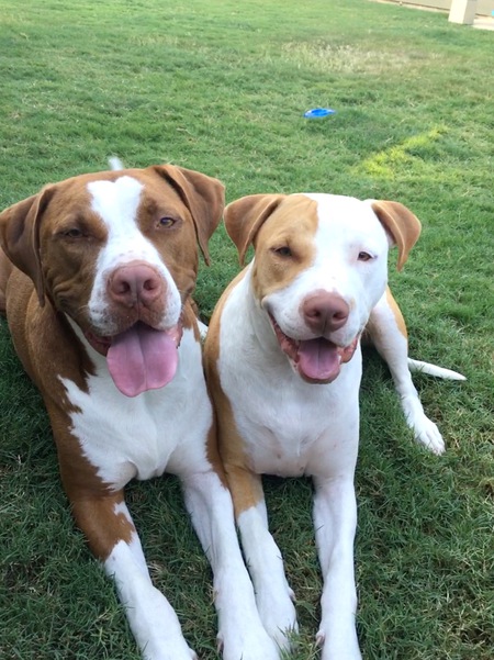 Socks & Cooper