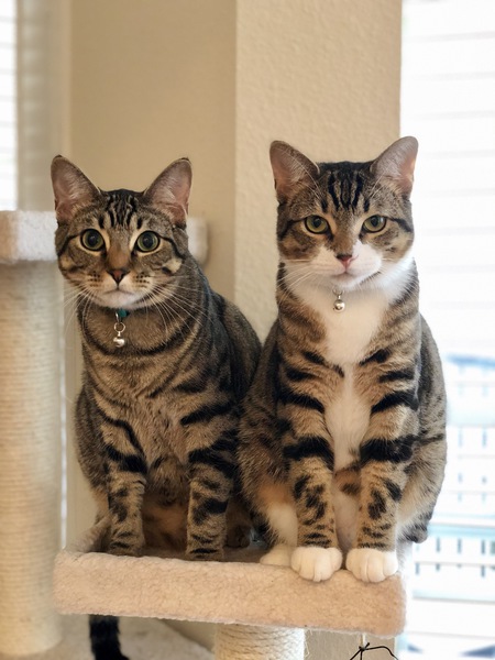 Oatmeal and Raisin