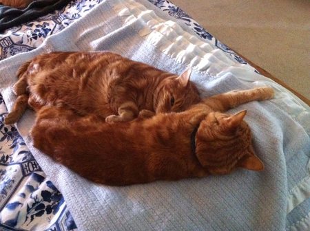 Tiger and Teddy