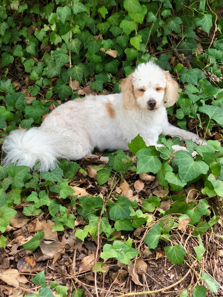 Cooper