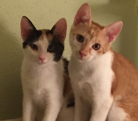 Molly & Milo