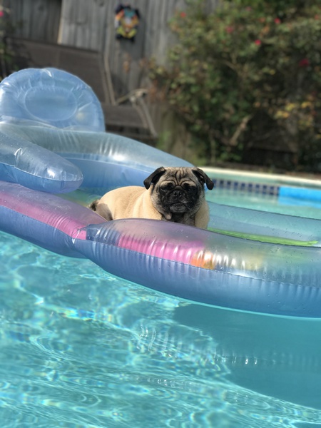 Louie