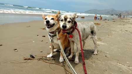 Parker & Chester