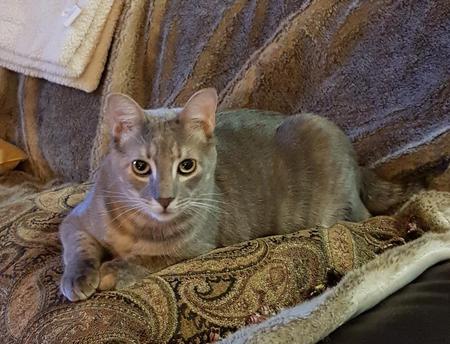 Lila