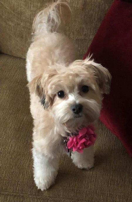 Paisley Pauline