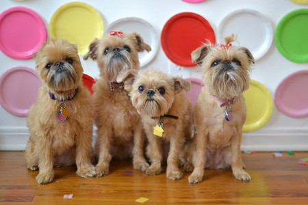 The Zane Family Quadrigriffons