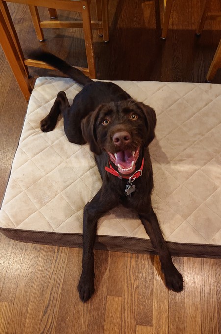 Bo