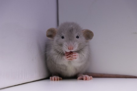 Jack