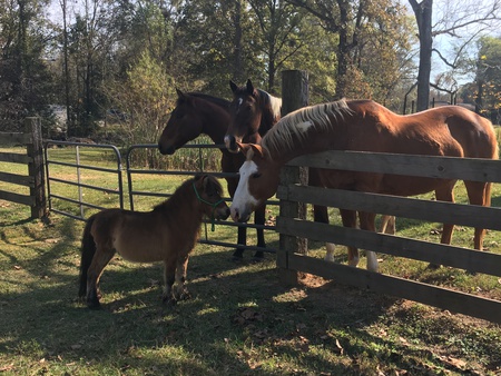 Rudy, Huey, Sassy, and Buc (aka Bigs and Little)