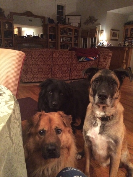 Franklin, Linus and Bruno